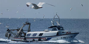 Seabirds flocking toward a fishing boat