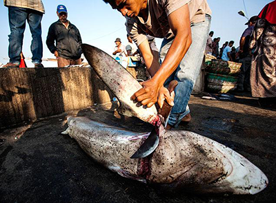 A shark fin trader slicing the fin off a shark