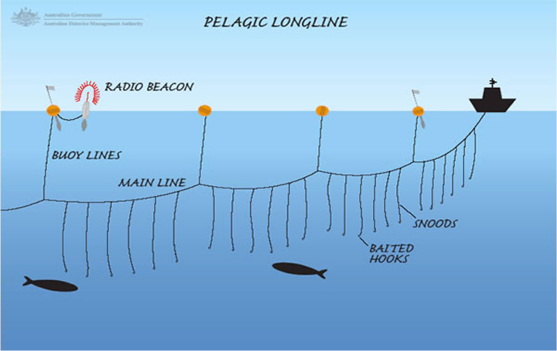 A presentation slide from the winning team of how longline fishing works.