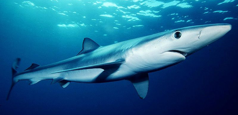 Blue shark